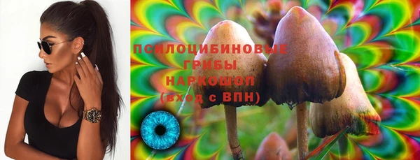 прущие грибы Вязники